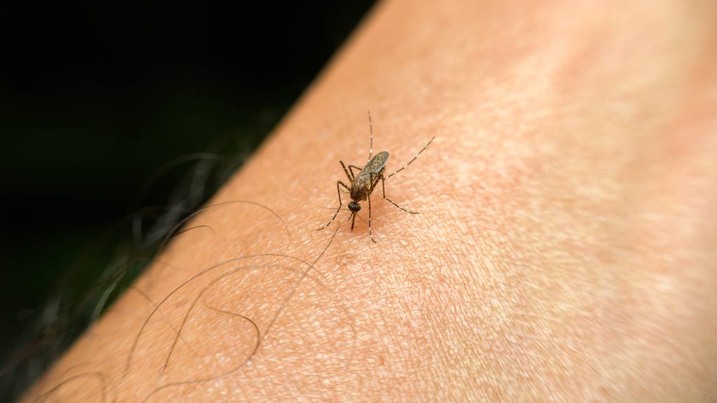 Neue Initiative soll 25 Länder bis 2025 frei von Malaria machen