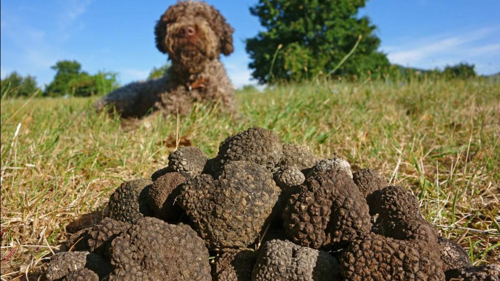 Trüffelsuche: Welche Hunde taugen zum Trüffel-Schnüffler?