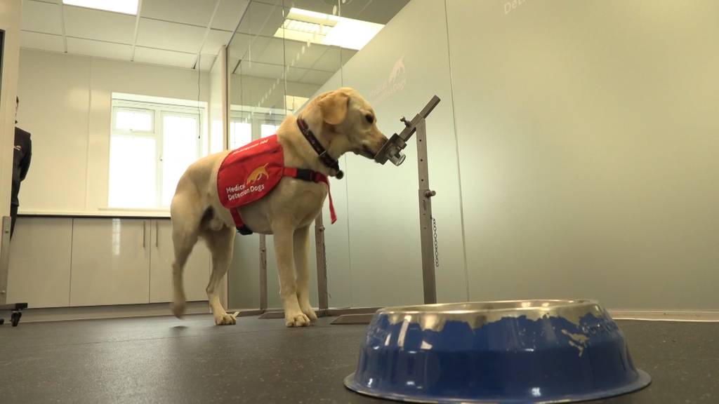 Virus-Spürnasen: Hunde erschnüffeln Corona-Infizierte