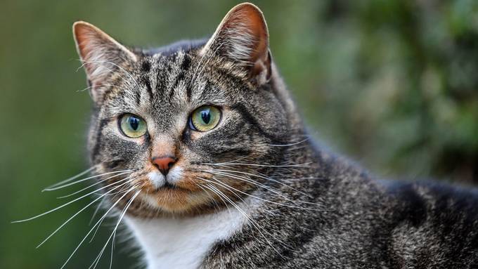 Ausgangssperre und Leinenpflicht für Katzen in Deutschland – weil sie Vögel jagen
