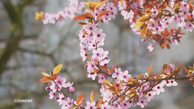 Kirschblüten in Zürich