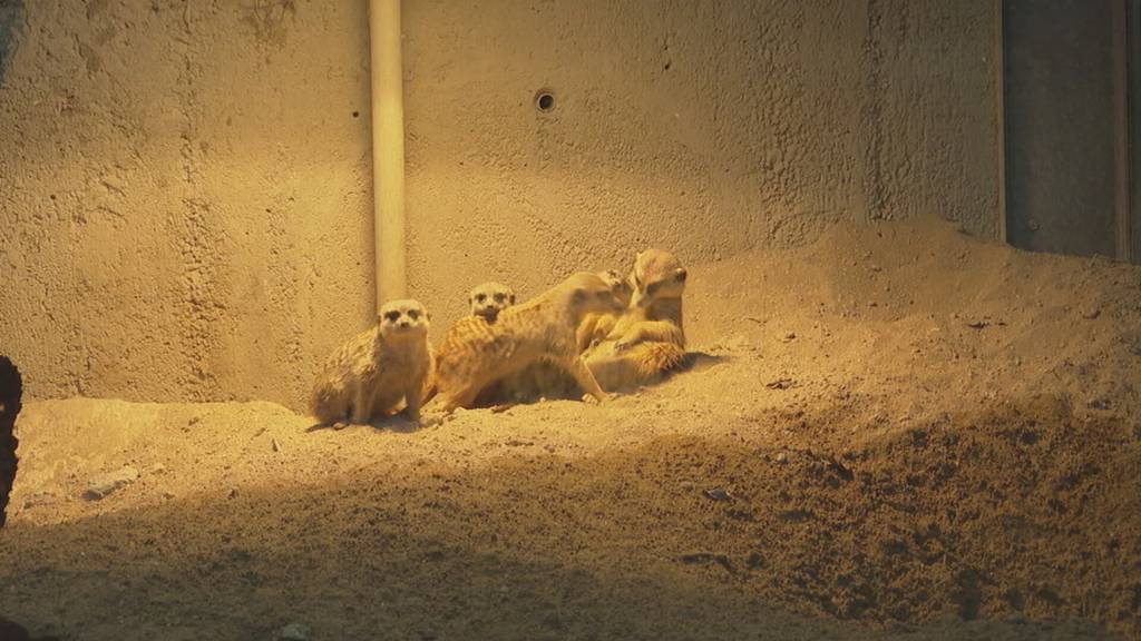 Kinderzoo Knie mit weniger Tierarten