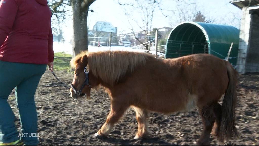 Ausgebüxt: Plötzlich steht ein Pony im Wohnquartier