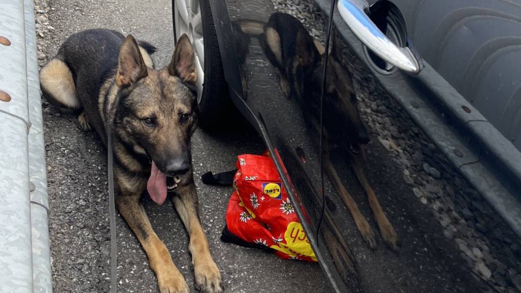 Bei der Fahndung entdeckte ein Polizeihund eine Tasche mit möglichem Diebesgut.