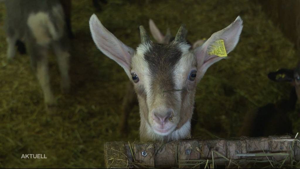 Ziegendiebstahl im Emmental: Über Nacht verschwinden 26 Zicklein