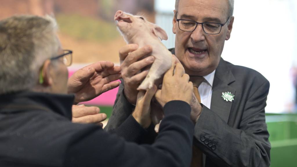 Olma-Säuli Vivienne war nervös. Bundesrat Guy Parmelin versuchte vergeblich, das Ferkel zu beruhigen.