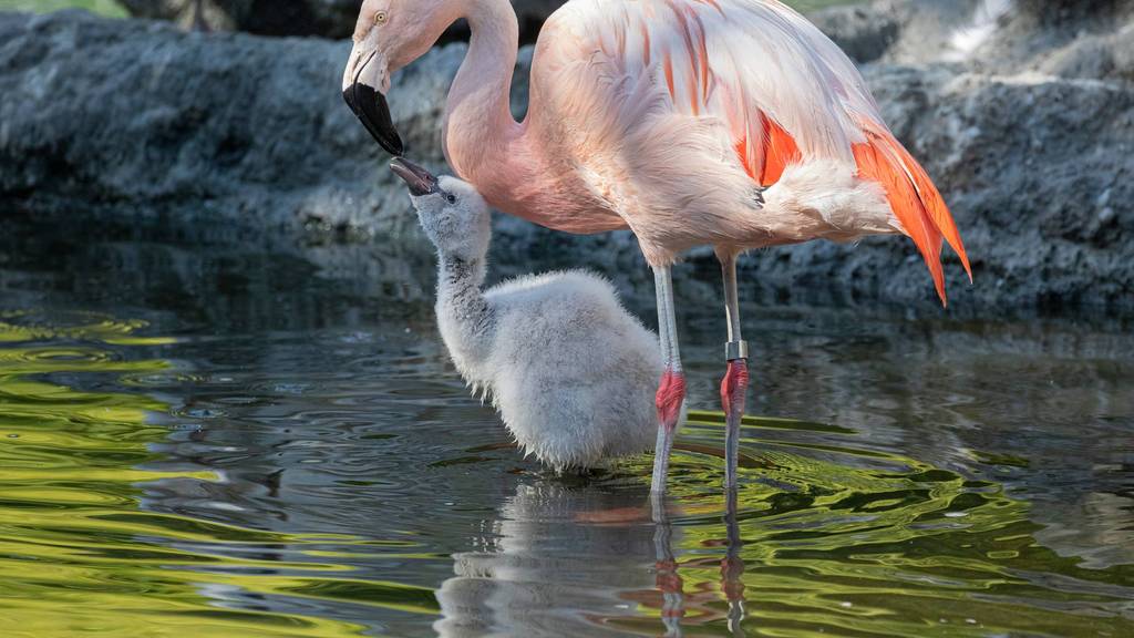 Chile-Flamingo mit Jungtier im Zoo Zürich.