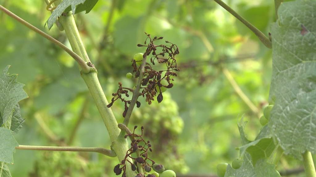 Falscher Mehltau: Ostschweizer Winzer kämpfen mit massiven Ernteausfällen