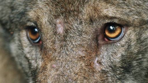 In Graubünden sollen mehrere Wolfsrudel geschossen werden