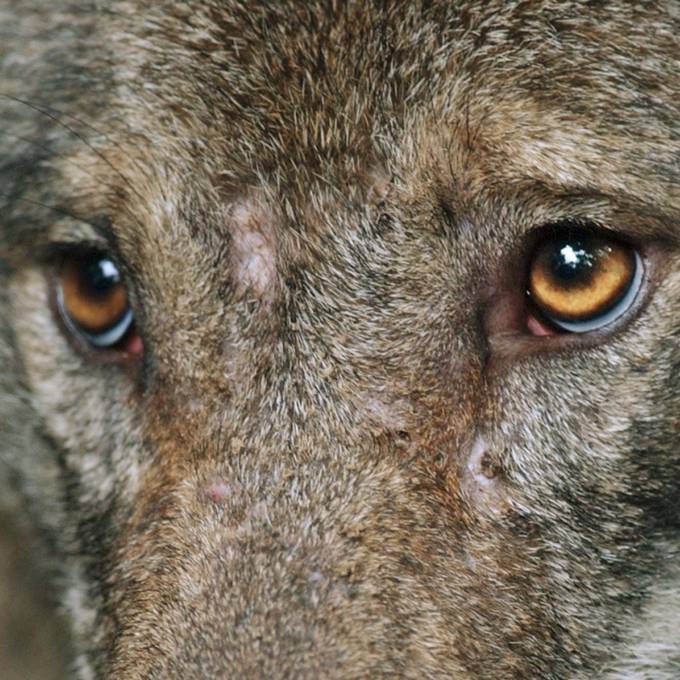 In Graubünden sollen mehrere Wolfsrudel geschossen werden