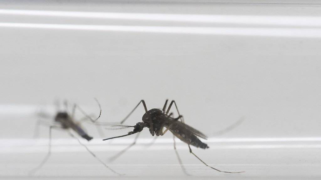 Das Zika-Virus wird hauptsächlich durch Mücken übertragen. (Archivbild)