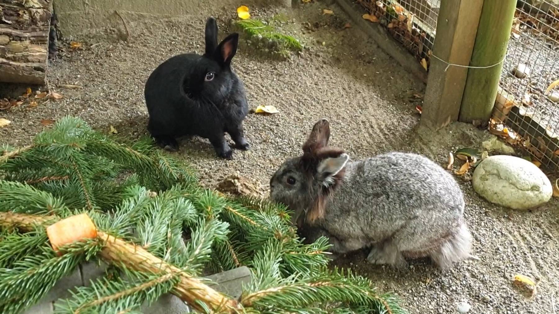 Kaninchen Stacy und Nero