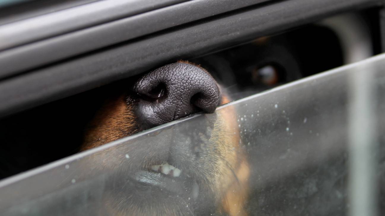 Sommerhitze Hund im Auto