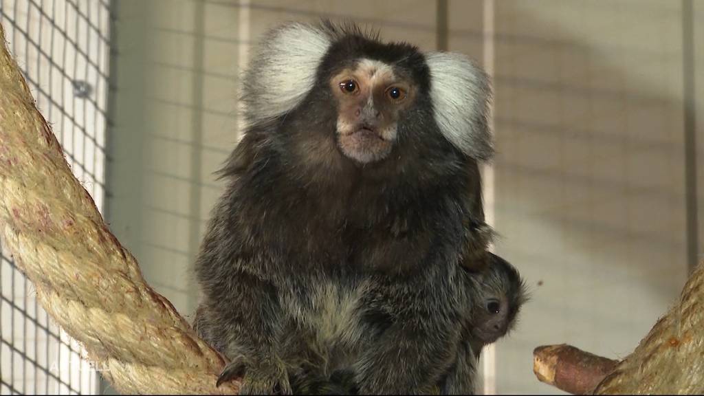 Affen-Drillinge im Zeiher Tierpark sorgen für Begeisterung