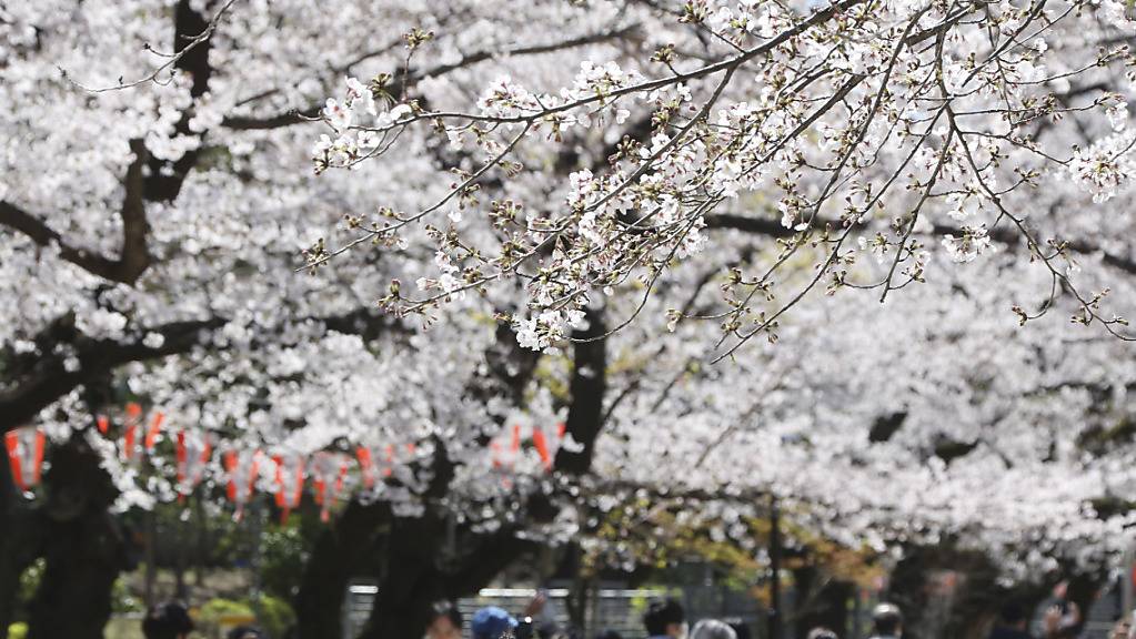 Das Corona-Virus trübt die Wirtschaftsstimmung in Japan massiv ein. Sie ist so tief wie zuletzt nach der Tsunami-Katastrophe. Im Bild: Besucher mit Mundschutz unter blühenden Kirschbäumen im Ueno Park in Tokio.