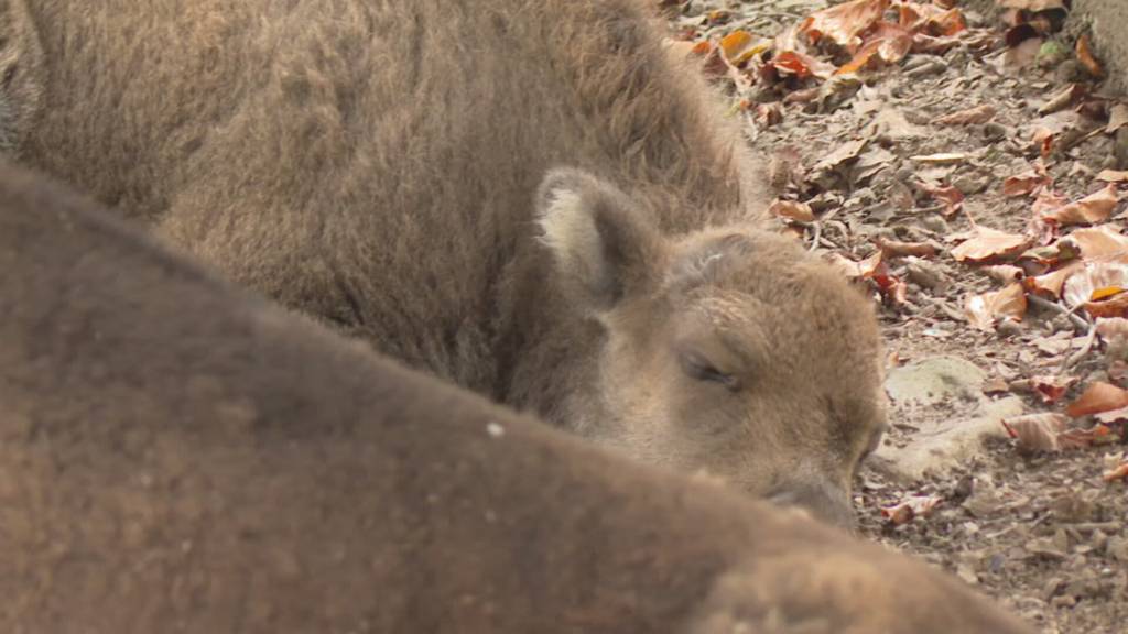Wisent im Tierpark Bern geboren