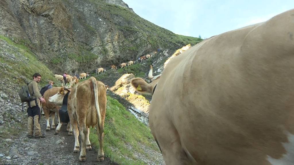 Steil und spektakulär: 500 Kühe wandern auf die Engstligenalp