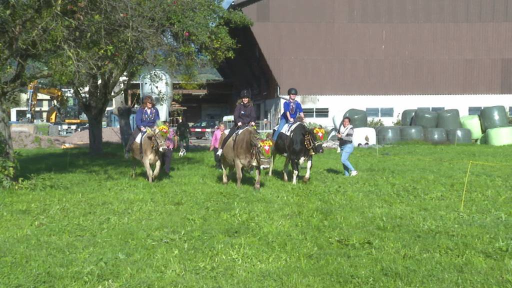 Traditionelles Kuhrennen am Alpchäsmarkt Flumserberg