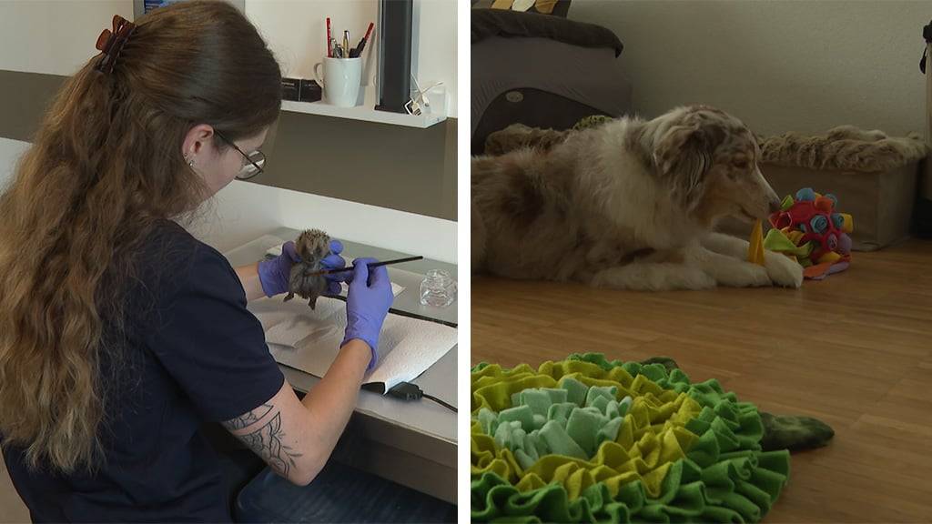 Igelstation / Indoorbeschaeftigung fuer Hunde
