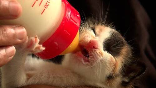 Tierschutz auf Mauritius