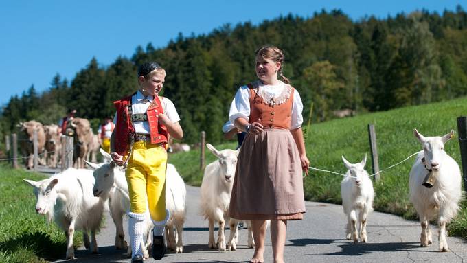 Die letzten Kühe ziehen von der Alp ab