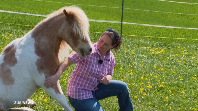 Solidaritätswelle hilft Reithof Pony Town aus der Corona-Bredouille