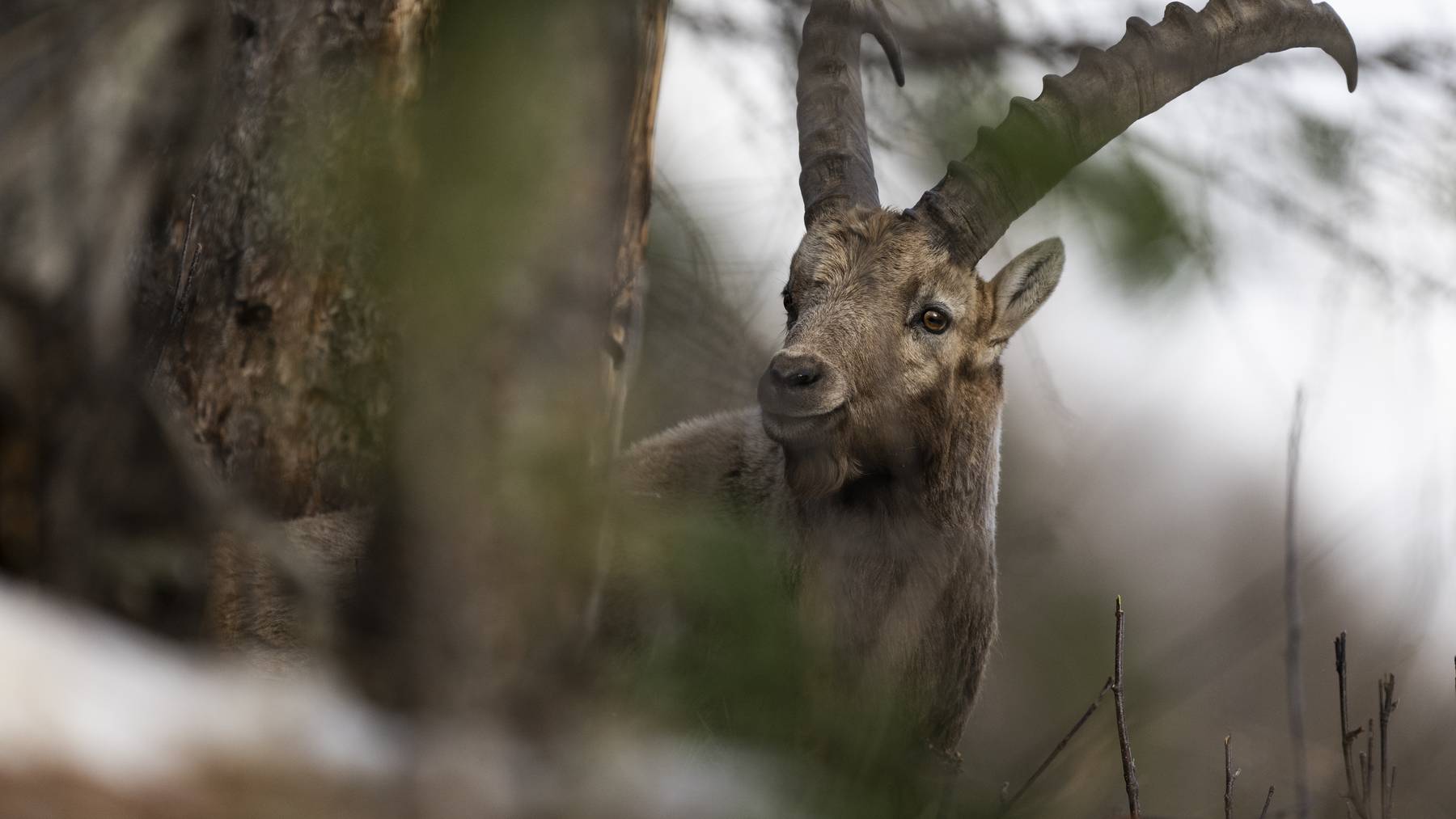 Steinbock in Pontresina