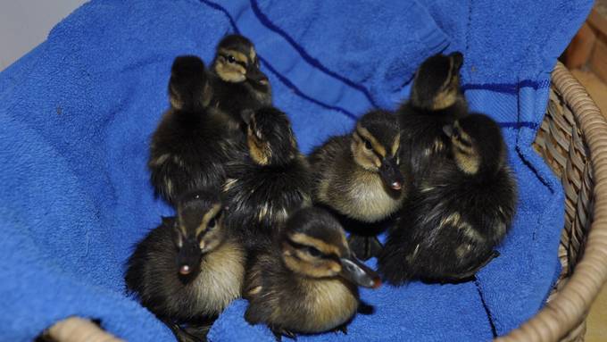 Enten auf der Autobahn gerettet