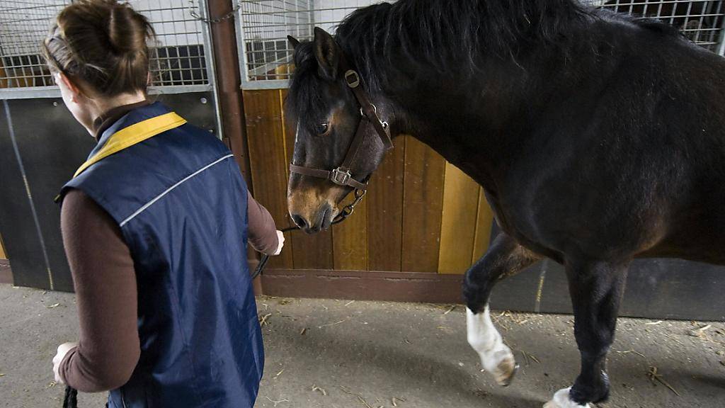 Ob Pferd, Hund oder Kuh: Für ihre kranken Tiere wenden sich Besitzer immer häufiger an Osteopathen. (Symbolbild)