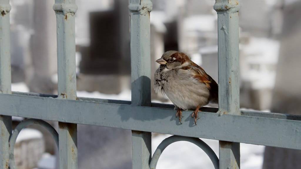 Vögel im Zürcher HB: Jetzt muss die Migros ihre Gipfeli schützen