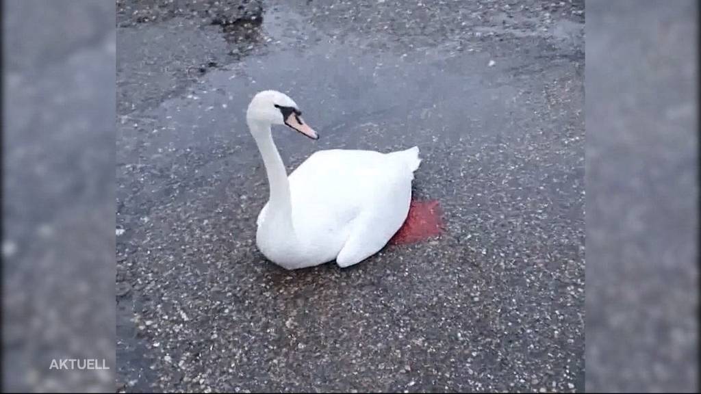 Verletzter Schwan kam durch glücklichen Zufall wieder zu Kräften