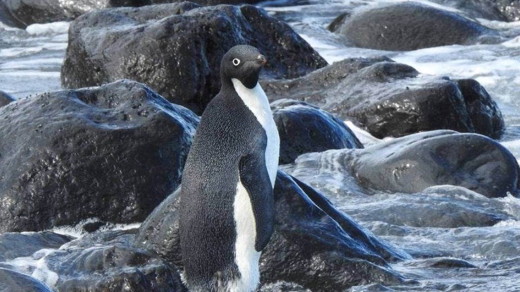 Pinguin aus der Antarktis schwimmt 3'000 Kilometer nach Neuseeland