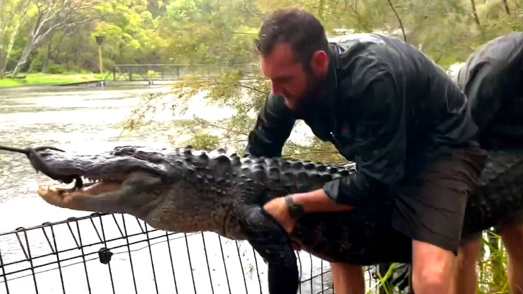 Die starken Regenfälle ausgenutzt: Alligator schwimmt über Zaun von geflutetem Gehege