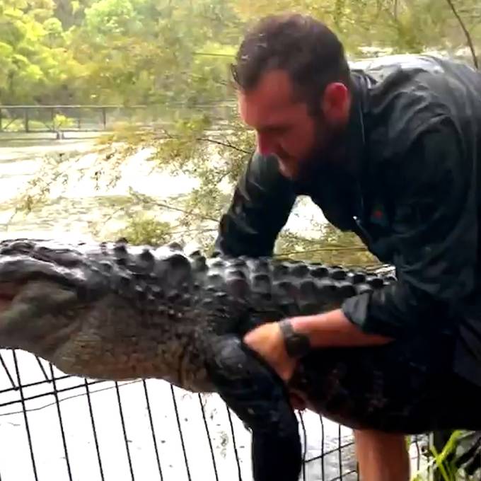 Alligator schwimmt über Zaun von überflutetem Gehege