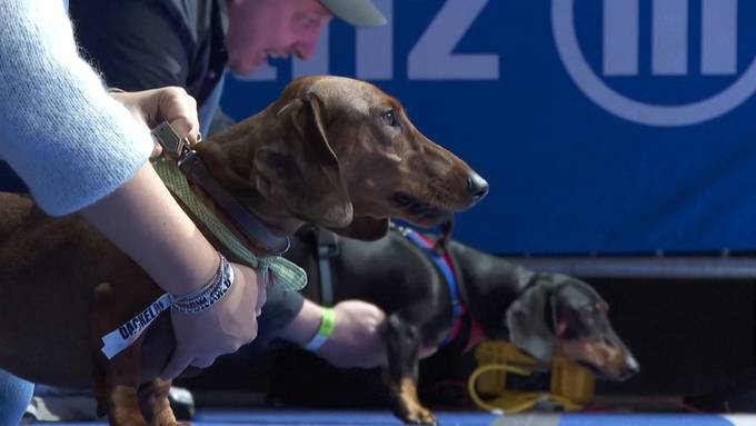 Rasende Vierbeiner: In München wurde der schnellste Dackel auserkoren