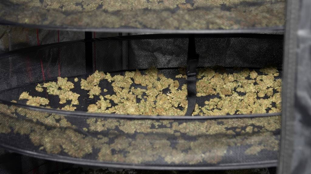 Bei einer Hausdurchsuchung in Malix stellten Polizeibeamte Marihuana im Wert von zirka 6000 Franken sicher.