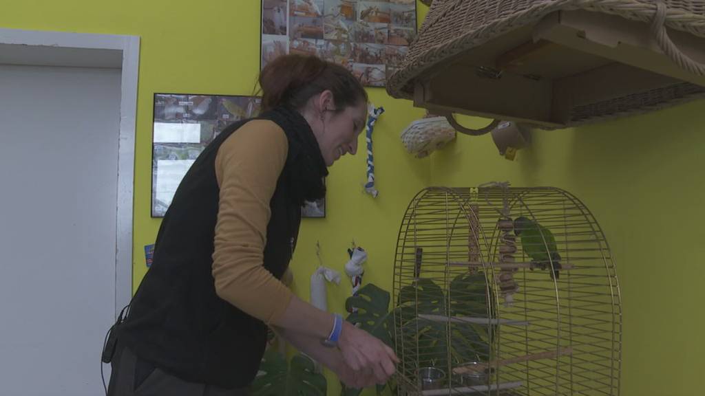 Papageien-Fund: Polizei sucht nach Besitzer von verwahrlostem Vogel in Bischofszell