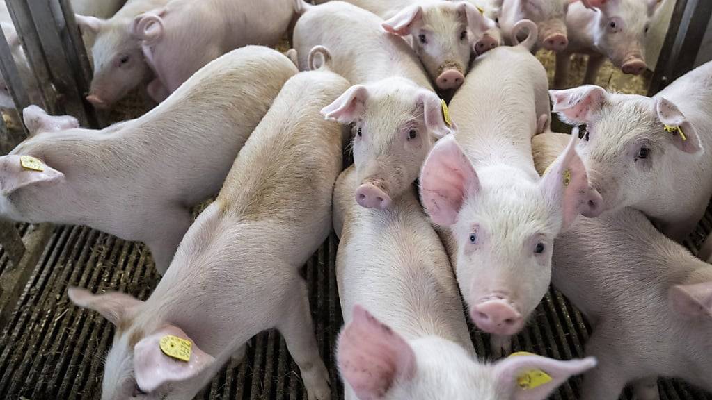 Die Anzahl der bei Tierversuchen eingesetzten Schweine hat sich gegenüber dem Vorjahr verzehnfacht.