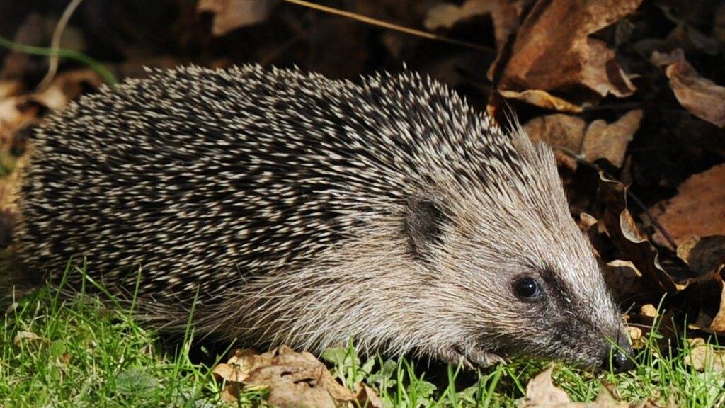 Laut «Pro Natura» können Igel in der Schweiz auf eine grosse Fangemeinde zählen. Die Naturschutzorganisation wählt den Igel zum Tier des Jahres 2026.