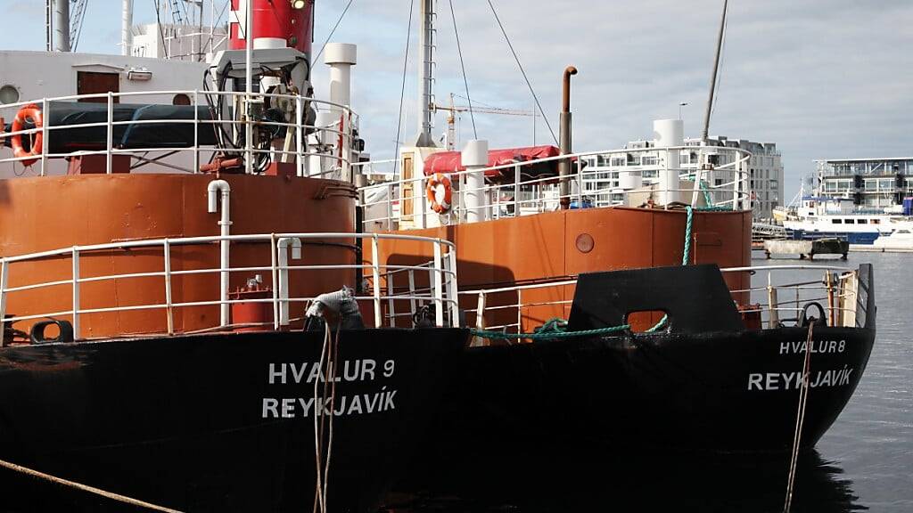 ARCHIV - Die Walfangschiffe Hvalur 9 (l) und Hvalur 8 liegen im Hafen. Foto: Steffen Trumpf/dpa