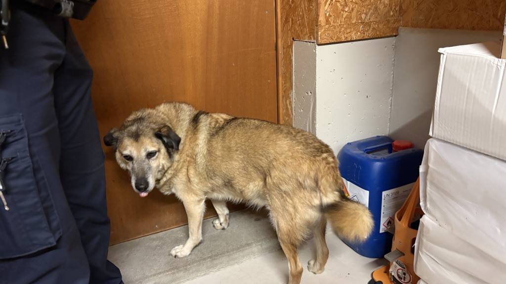 Die Polizei veranlasste, dass der Hund in ein Tierheim gebracht wird.