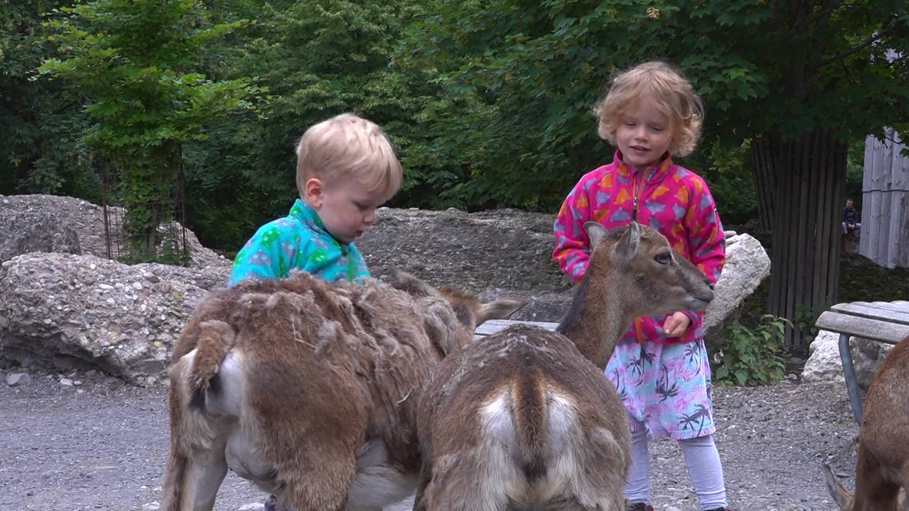 +41 Spezial: Nach Corona-Pause: Startschuss im Tierpark