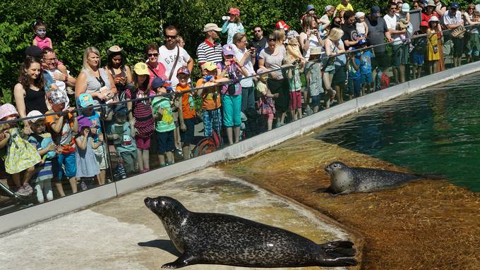 Über 300'000 Besuchende: Tierpark Bern feiert neuen Rekord