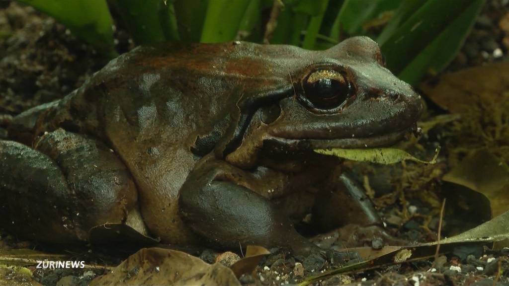 Früher eine Delikatesse: Antillen-Leguan und Antillen-Ochsenfrosch werden im Zürich Zoo vor dem Aussterben bewahrt