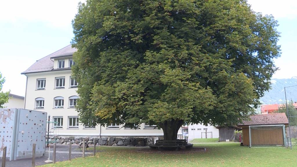 Wilderswil: Uralter Baum soll gefällt werden