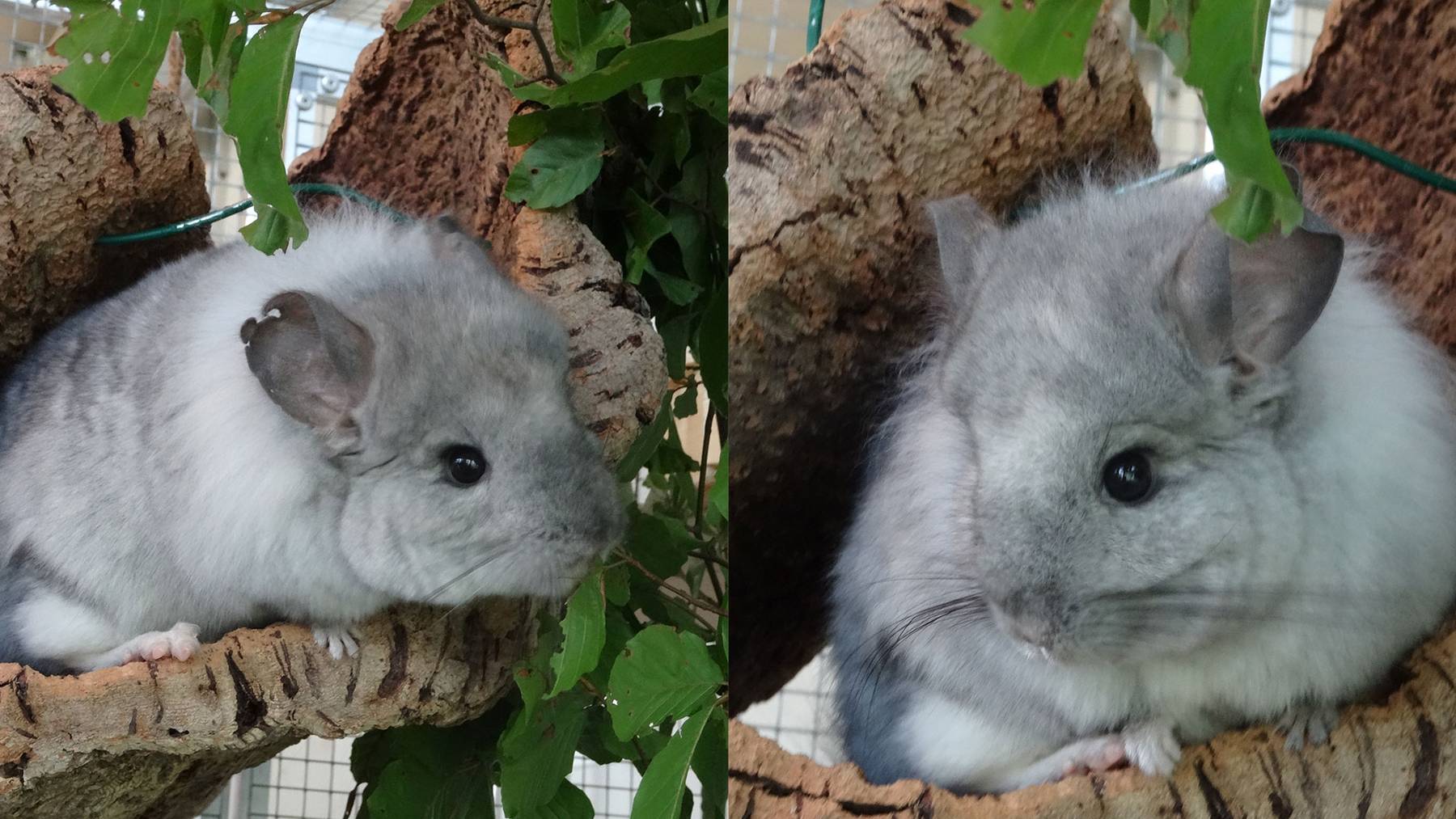 Chinchillas