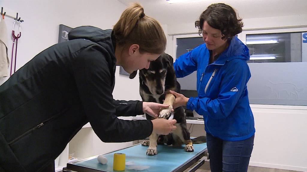 Nothelferkurs für Hundehalter