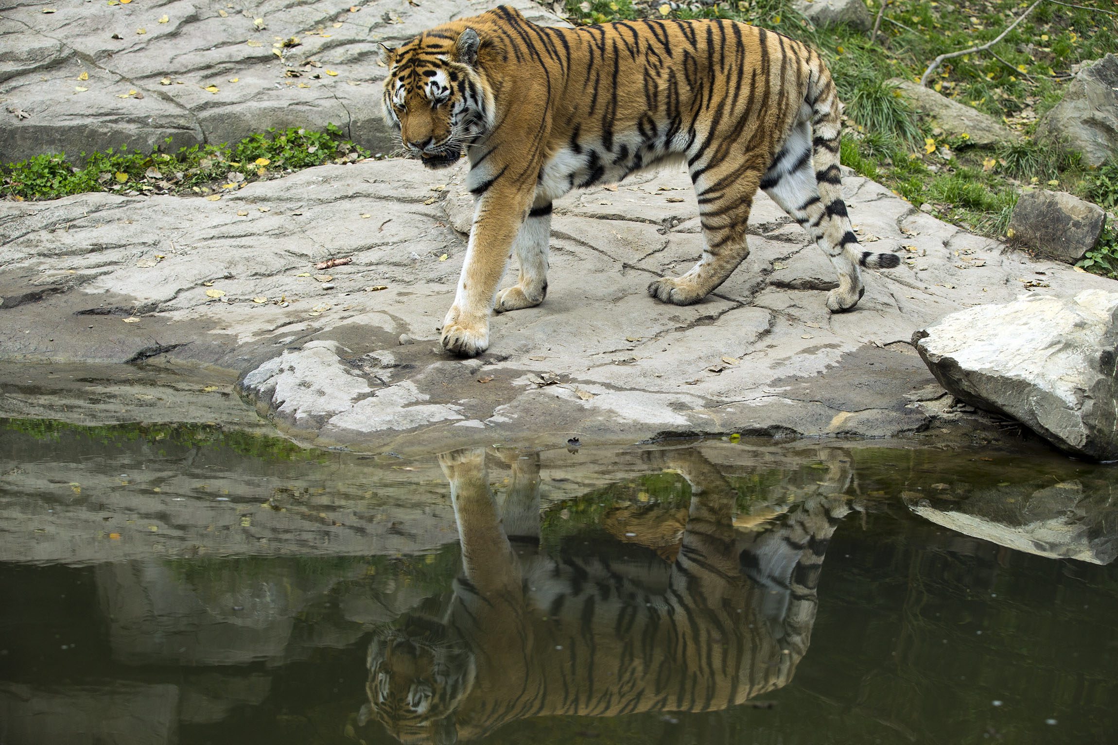 Зоопарк тигр арт