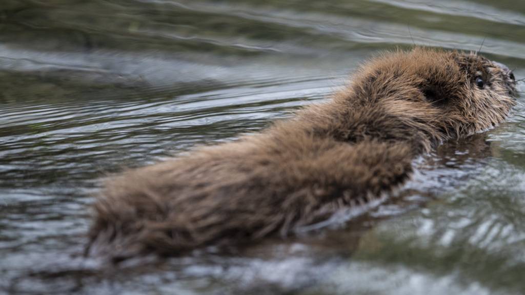 Erstmals wieder Biber im Kanton Obwalden nachgewiesen