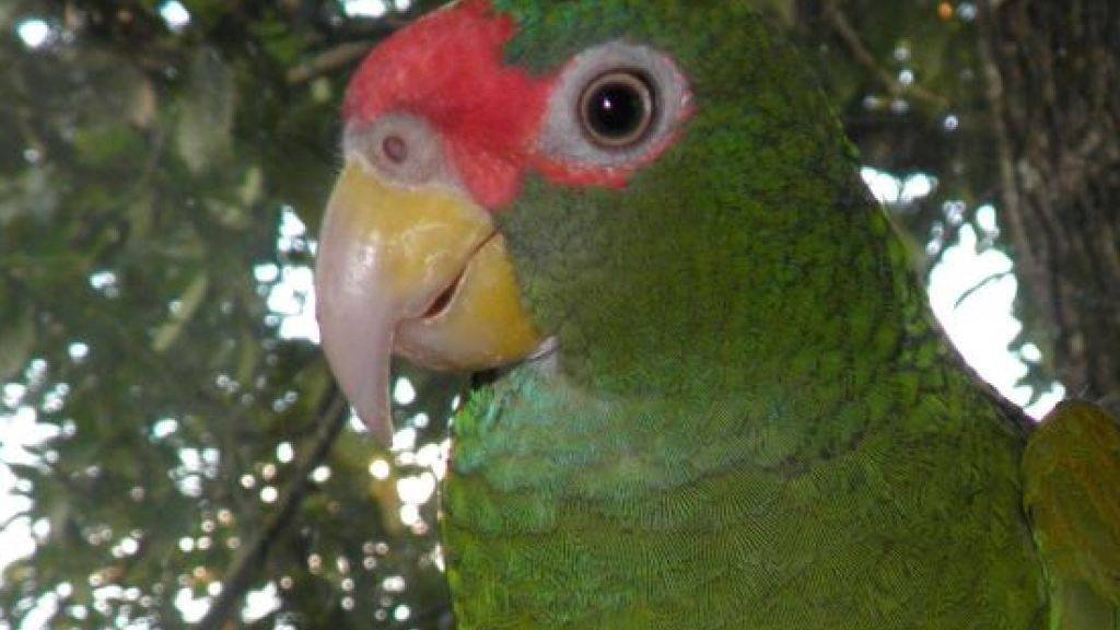 Ein Männchen der neu entdeckten Papageienart.